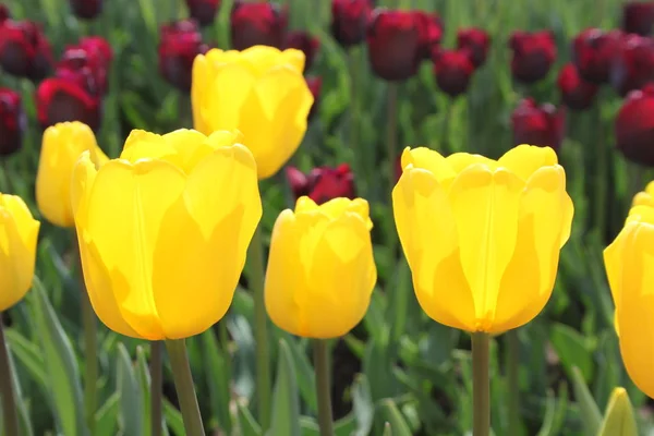 Lalele galbene frumoase — Fotografie, imagine de stoc