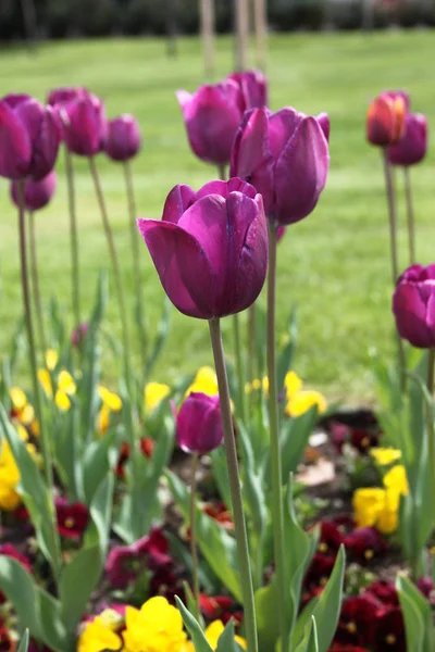 Hermosos tulipanes morados —  Fotos de Stock