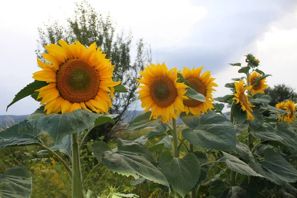 Hermosos girasoles antes del atardecer — Foto de Stock