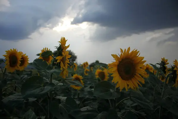 Hermosos girasoles antes del atardecer — Foto de Stock