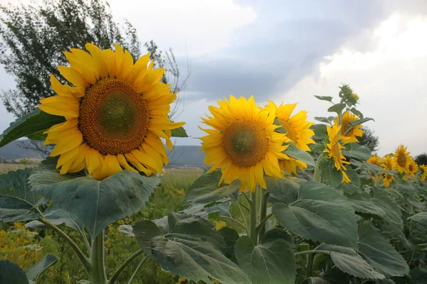 Krásné slunečnice před západem slunce — Stock fotografie