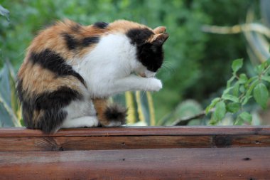Şirin bir kabarık kedi portresi