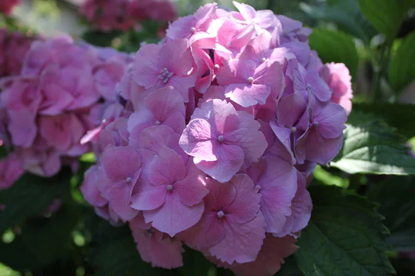 Ortanca (HORTENSIA demet)
