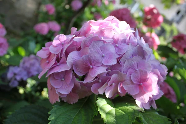 Bunch of Hydrangea (Hortensia) — Stock Photo, Image