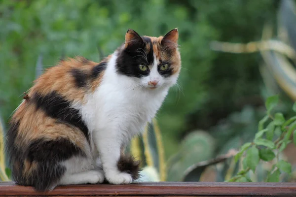Portrét roztomilý načechraný kočka — Stock fotografie