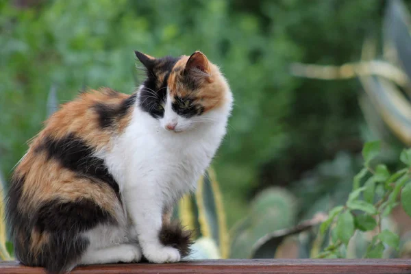 Portret ładny kot fluffy — Zdjęcie stockowe