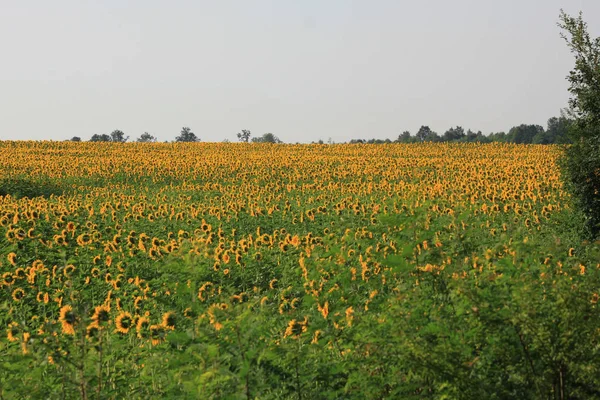 Campo de girassóis — Fotografia de Stock