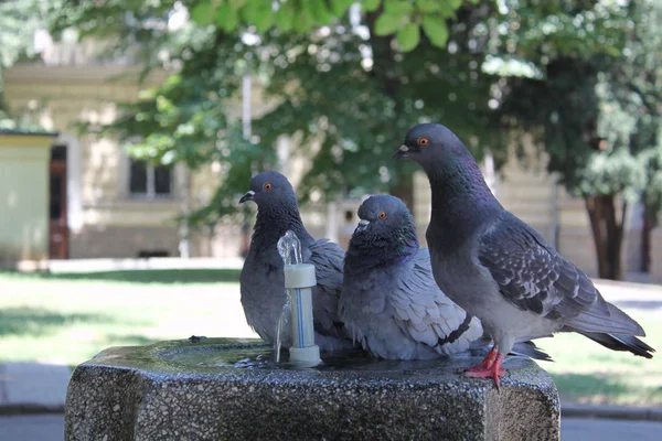 Gołębie na fontannę — Zdjęcie stockowe