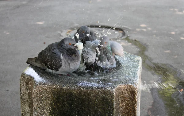 Pigeons on the fountain — Stock Photo, Image