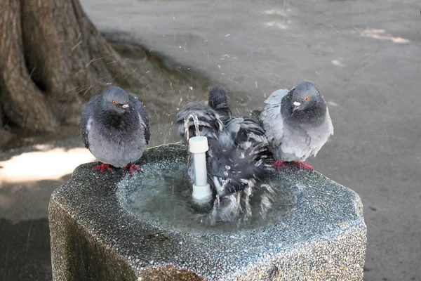 Palomas en la fuente — Foto de Stock