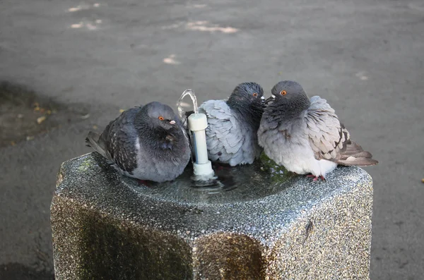 Pigeons sur la fontaine — Photo