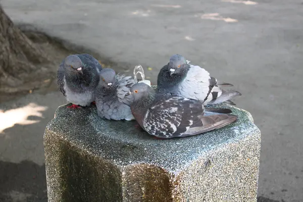 Pigeons sur la fontaine — Photo