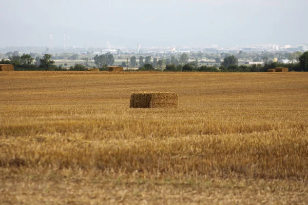 Ländliche Szene mit Feld und Heu — Stockfoto