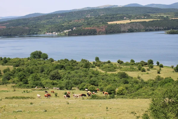 Pchelina tó, Bulgária — Stock Fotó