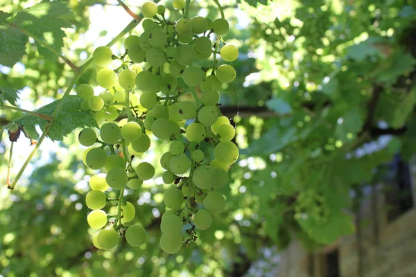 Imagen de enrejado de uvas — Foto de Stock