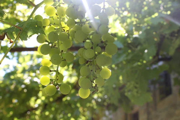 Picture of grapes trellis — Stock Photo, Image