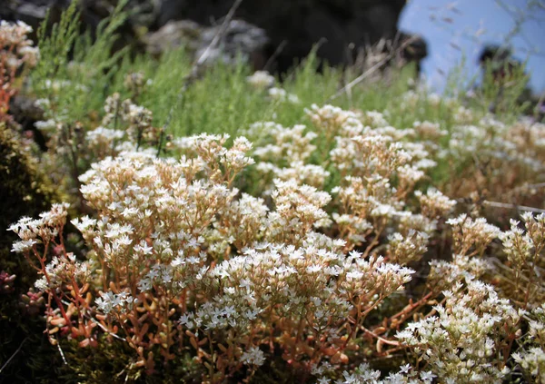 Wysokie góry bush — Zdjęcie stockowe