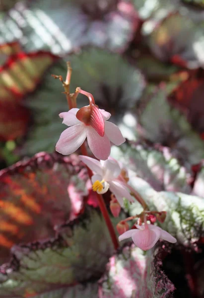 Beautiful pink begonia — Stock Photo, Image
