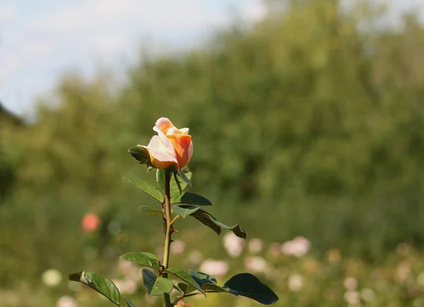 Hermosa rosa individual — Foto de Stock