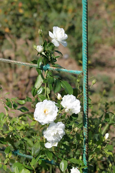 Hermosas rosas blancas — Foto de Stock