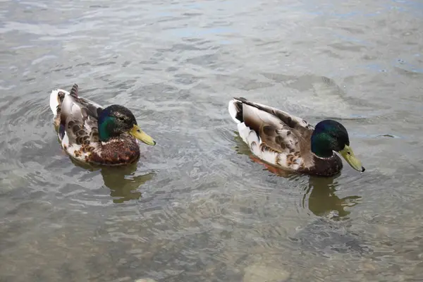 Nehre renkli ördekler — Stok fotoğraf