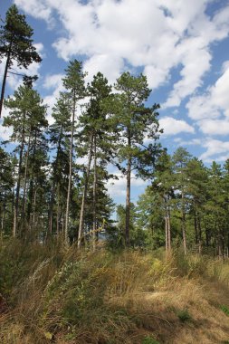 Uzun boylu ağaçlar ile manzara