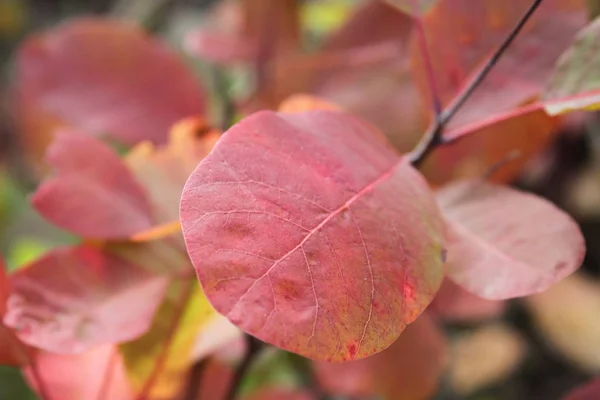 Colors of the autumn — Stock Photo, Image