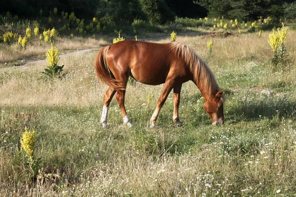 Beautiful Young Foal Field — Stock Photo, Image