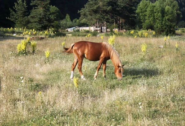 Vackra Unga Föl Fältet — Stockfoto