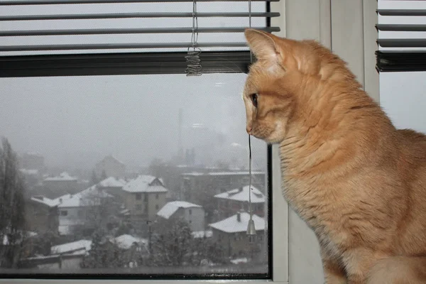 Imagen Primer Plano Lindo Gato Mirando Por Ventana —  Fotos de Stock