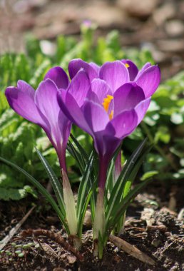 Açık havada bir grup mor timsahın yakın plan fotoğrafı.