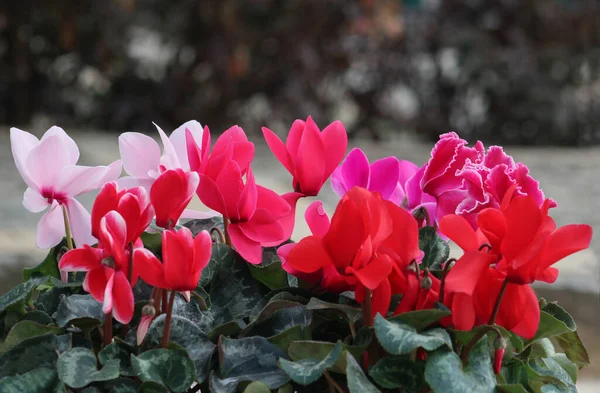 Imagen Primer Plano Flores Primavera Coloridas Aire Libre Fotos de stock libres de derechos