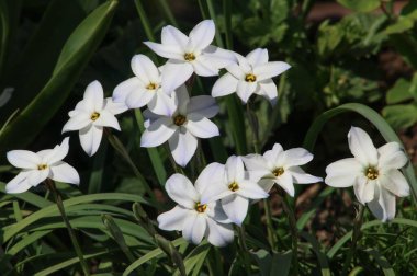 Açık havada güzel bahar çiçeklerinin yakın plan fotoğrafı.