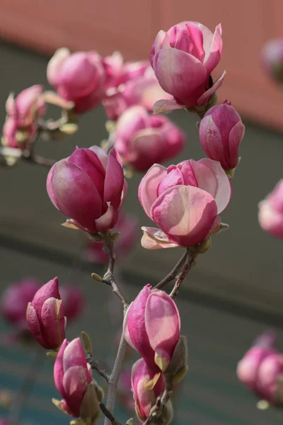 Ein Bild Eines Zweiges Schöner Rosa Magnolie Freien — Stockfoto