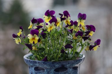 Açık havada çekilmiş çok renkli menekşelerin yakın plan fotoğrafı.