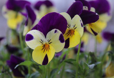 Açık havada çekilmiş çok renkli menekşelerin yakın plan fotoğrafı.