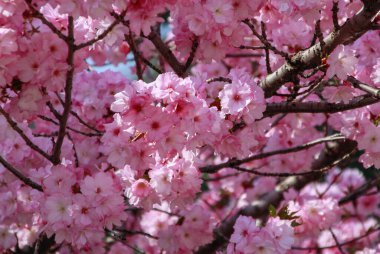 Açık havada güzel bahar çiçeklerinin yakın plan fotoğrafı.