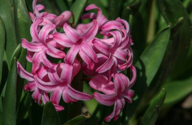 Açık havada tek bir pembe sümbül resmi var.