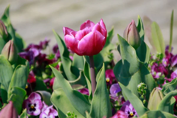 Закрыть Картину Красивых Тюльпанов Открытым Небом — стоковое фото