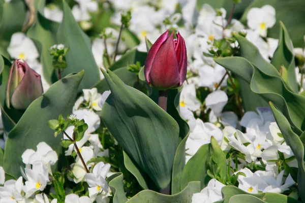 Close Picture Beautiful Tulips Outdoor — Stock Photo, Image