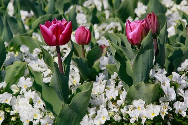 Close Picture Beautiful Tulips Outdoor — Stock Photo, Image