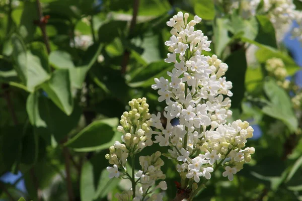 Image Rapprochée Magnifique Lilas Blanc — Photo