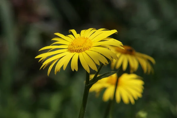 Closeup Picture Beautiful Yellow Daisies Outdoor — Stock Photo, Image