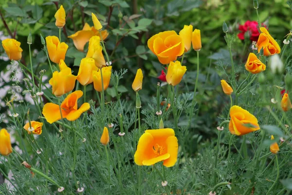 Closeup Picture Beautiful Yellow Poppies Outdoor — Stock Photo, Image