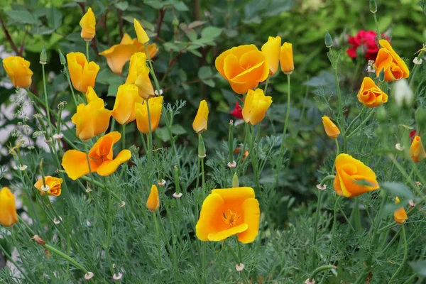 Image Rapprochée Beaux Coquelicots Jaunes Plein Air — Photo