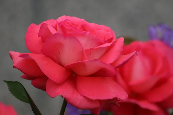 Closeup Picture Beautiful Pink Rose Outdoor — Stock Photo, Image