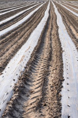 Basit fotoğraf arka plan görüntüsü tohumları ile ıslak bahar yer