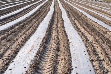 Basit fotoğraf arka plan görüntüsü tohumları ile ıslak bahar yer