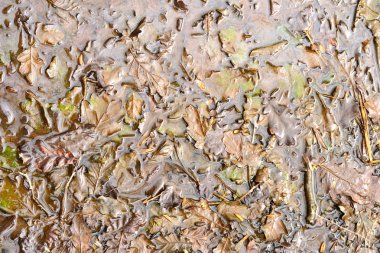 Swamped su eski bitkiler ile tasarımcılar için soyut resim