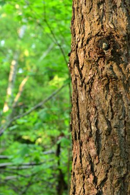 Ağaç kabuğu ile tasarımcılar için görüntü doku soyut ve bahar ormanda düğüm